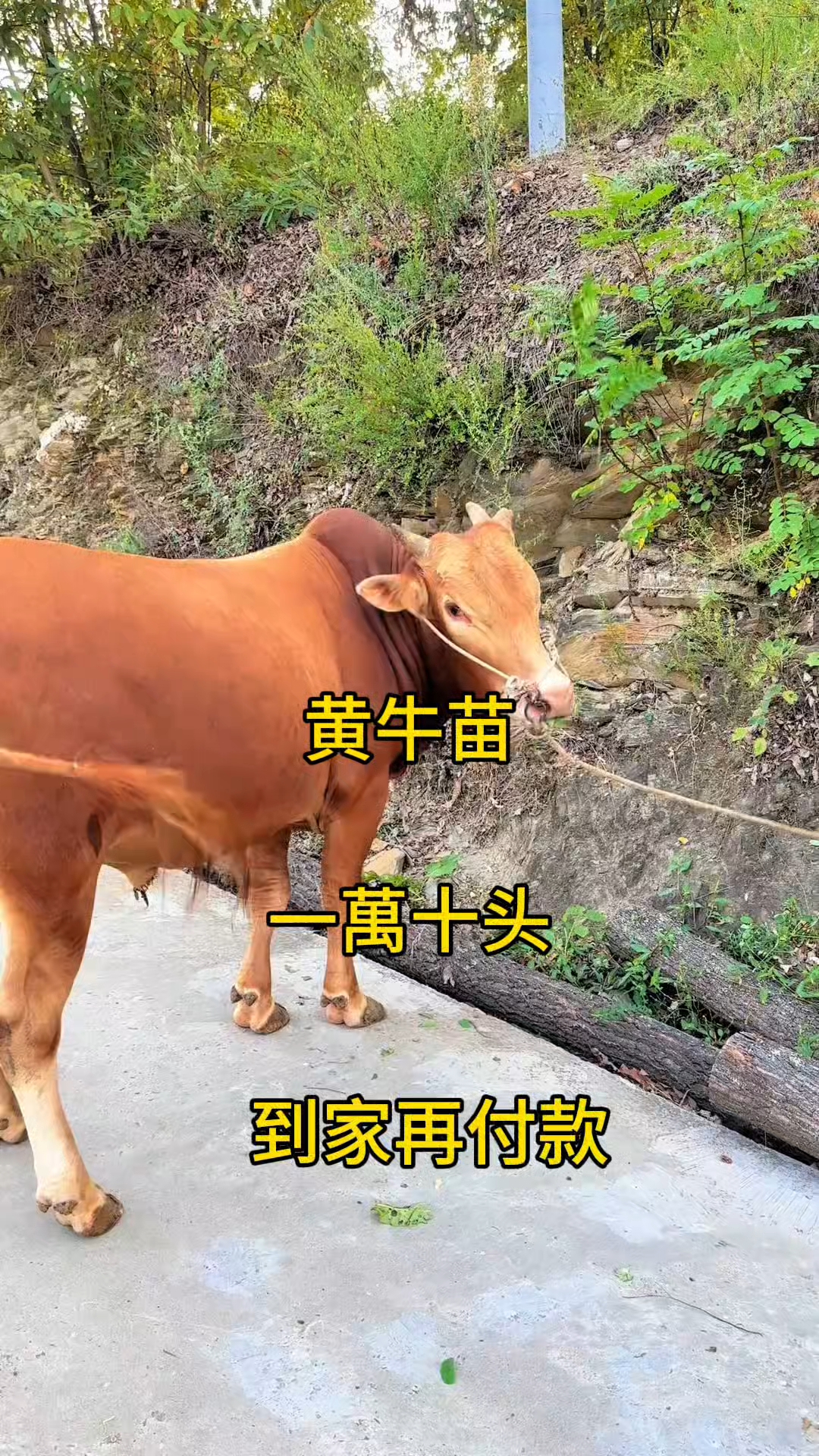 黔东最新黄牛代办方法分析(最方便真实的黔东黄牛代办网约车证方法)