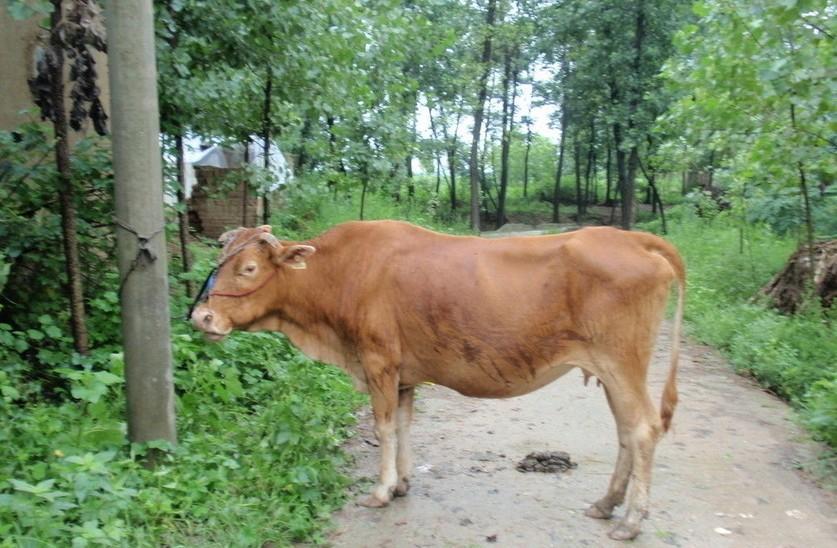 黔东最新求一个套医保卡的黄牛是真的吗方法分析(最方便真实的黔东求一个套医保卡的黄牛是真的吗还是假的方法)