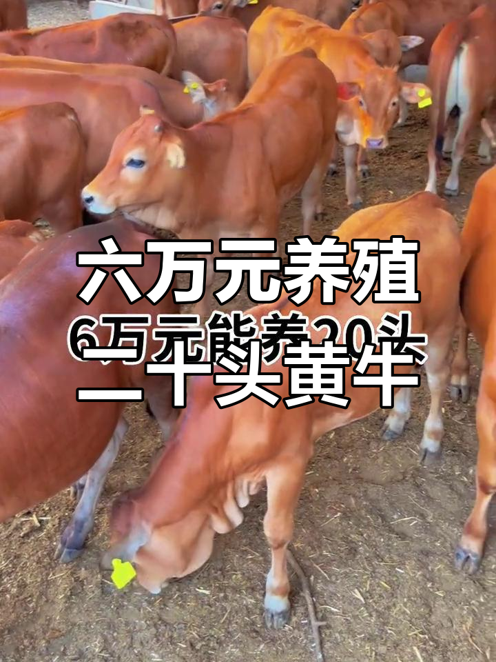 黔东最新线上套医保的黄牛是真的吗方法分析(最方便真实的黔东线上套医保的黄牛是真的吗能报销吗方法)